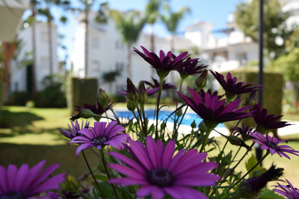 Apartamentos Y Casas Serinamar Marbella El Ángel Eksteriør bilde
